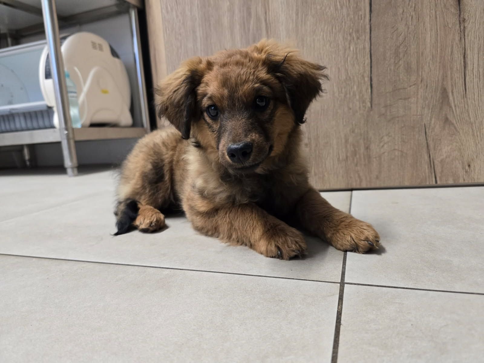 1744121646-znaleziona-suczka-w-parku-w-grybowie