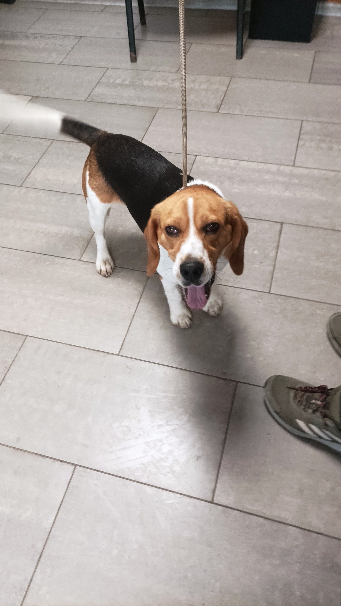 1744121738-zagubiony-pies-rasa-beagle