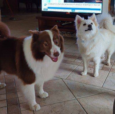 1768041391-ogloszenie-grzecznosciowe-szpic-islandzki