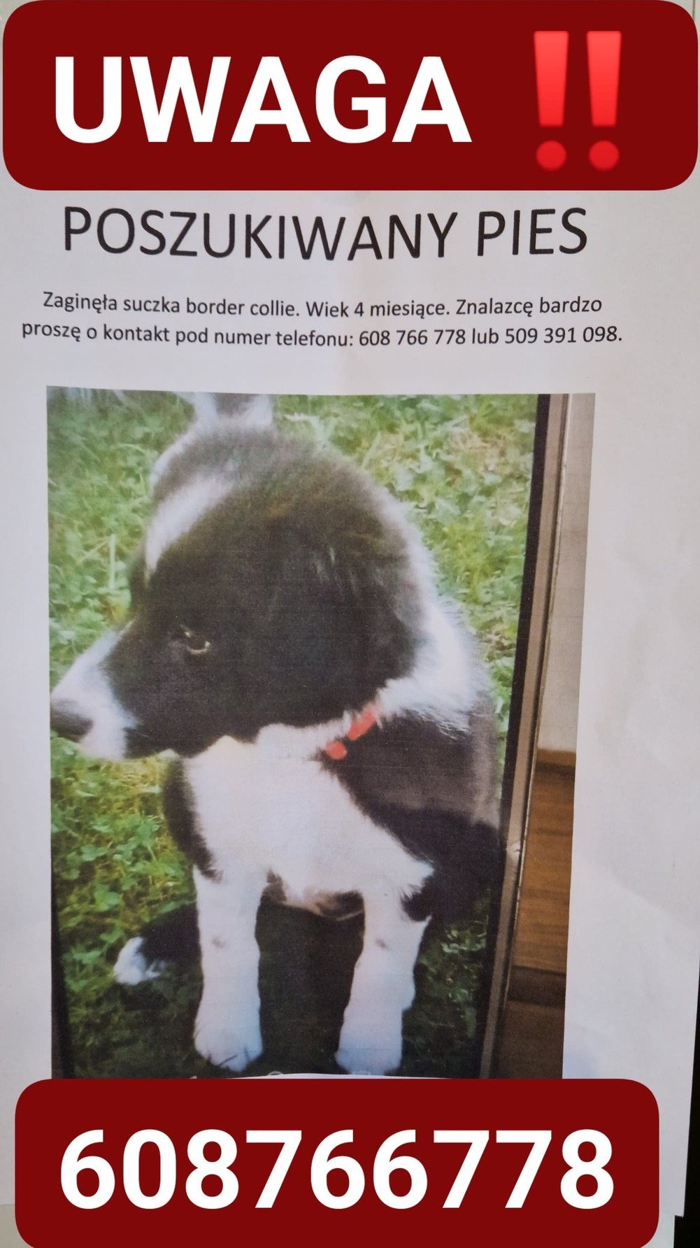 1768041658-poszukujemy-zaginionego-szczeniaka
