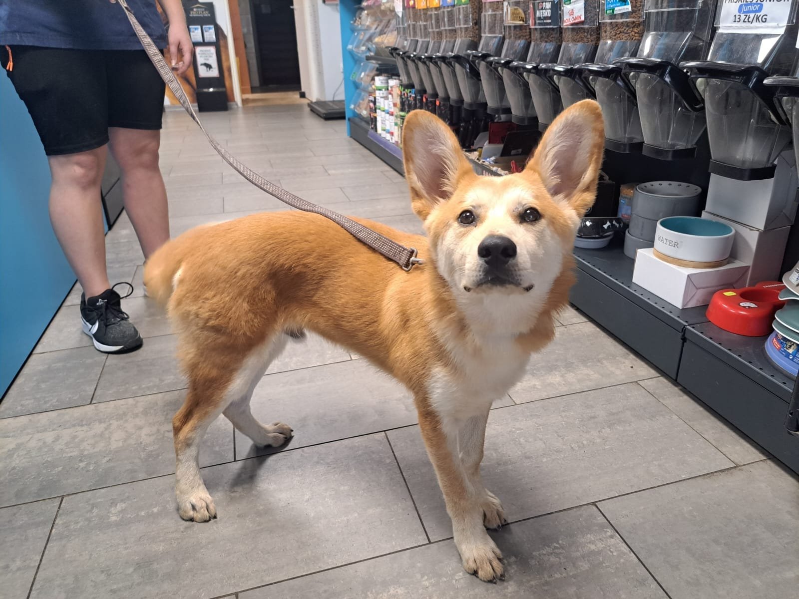 1739276060-sterylizacja-i-kastracja